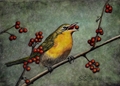 Red Berry Feast, Susan Morris